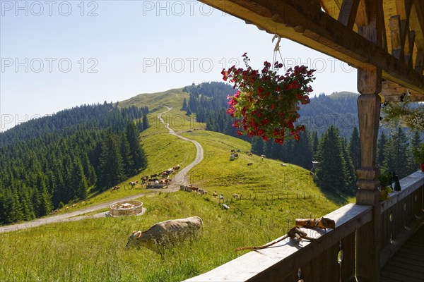 Hoernlealm alpine pasture