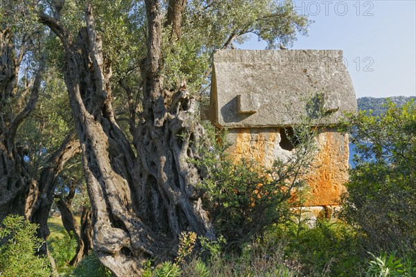 Sarcophagus beside an old olive tree
