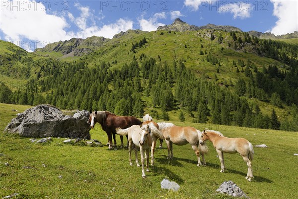 Horses on Ingridalm mountain pasture