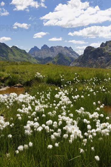 Pond with cotton grass