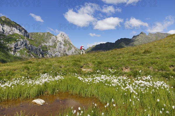 Pond with cotton grass