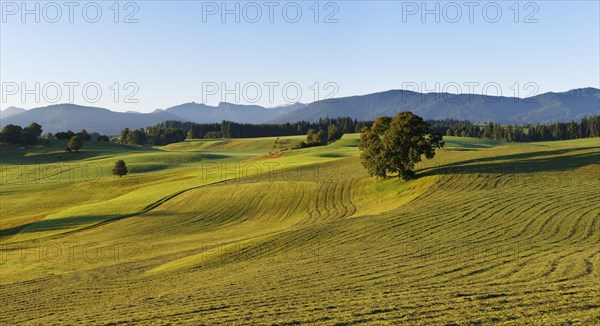 Mown meadows