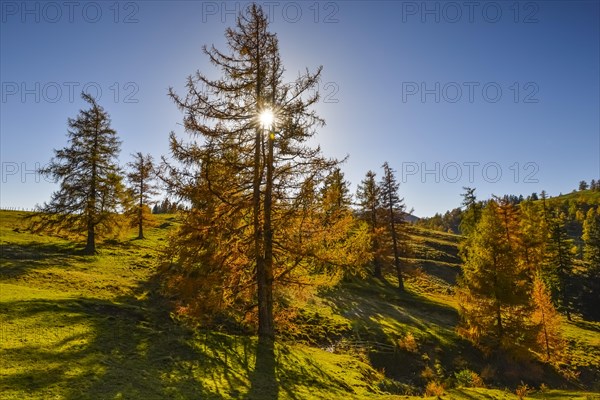 Larch (Larix) in autumn with sunrays