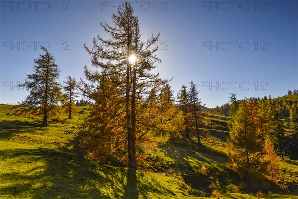 Larch (Larix) in autumn with sunrays