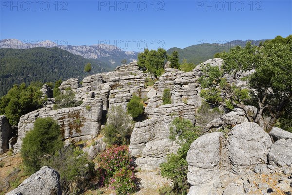 Sedimentary rocks