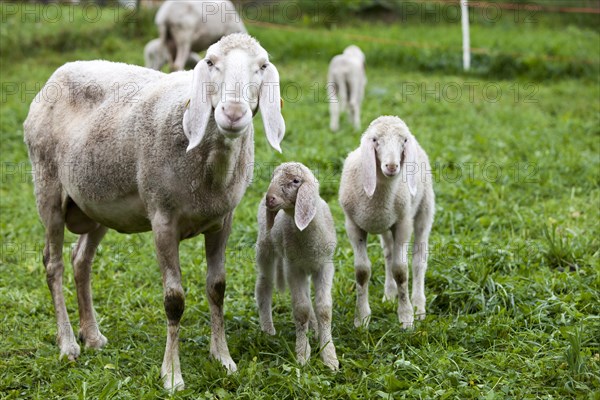 Sheep with lambs