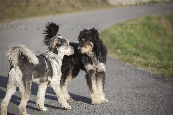 Two dogs sniffing each other