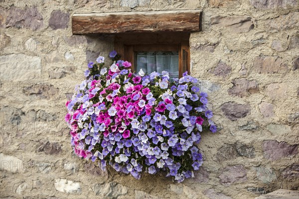 Petunias (Petunia)