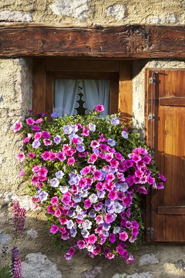 Petunias (Petunia) on the window a stone house