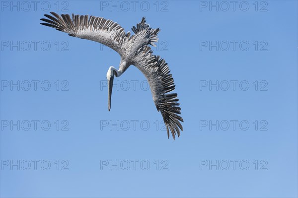 Brown Pelican (Pelecanus occidentalis) in flight