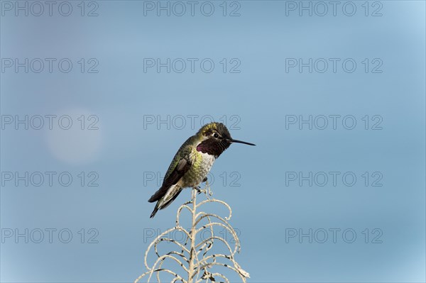 Anna's Hummingbird (Calypte anna)