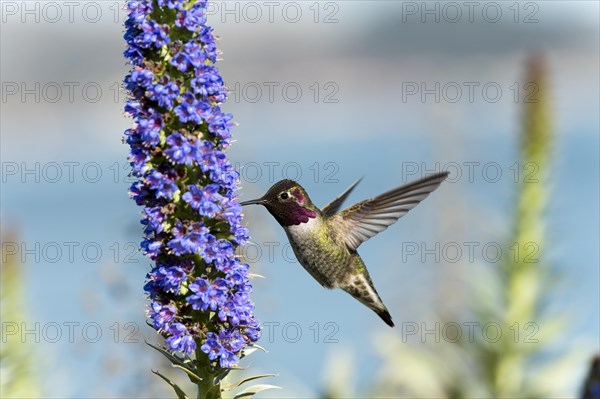 Anna's Hummingbird (Calypte anna) hovering at flower