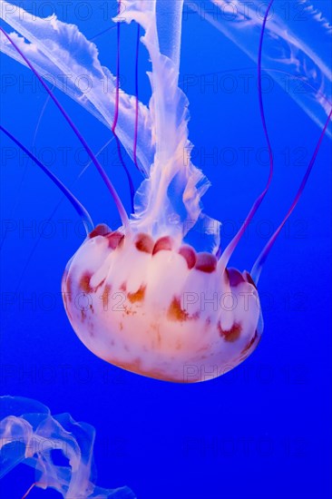 Purple-striped jelly or jellyfish (Chrysaora colorata)