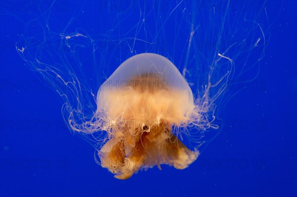 Lion's mane jellyfish (Cyanea capillata)