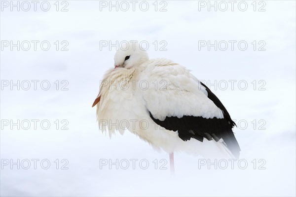 White Stork (Ciconia ciconia) standing in the snow