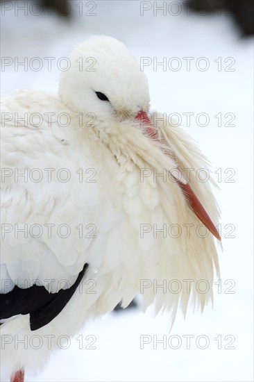 White Stork (Ciconia ciconia) standing in the snow