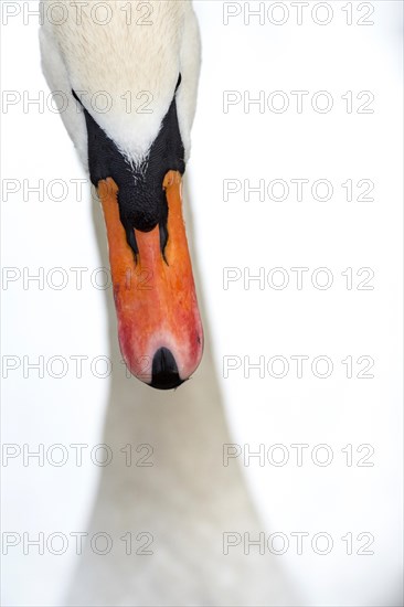 Mute Swan (Cygnus olor)