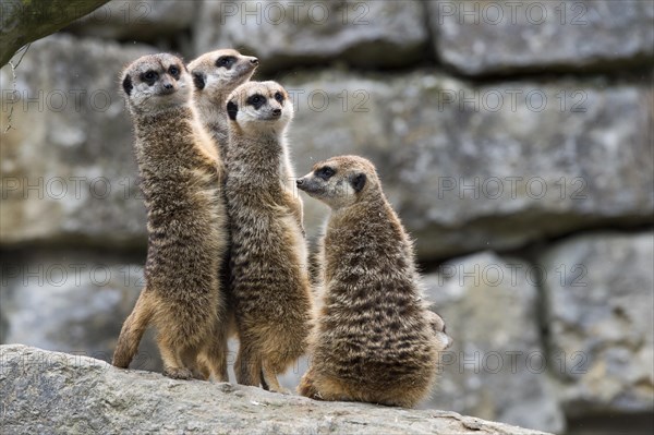 Meerkats (Suricata suricatta)