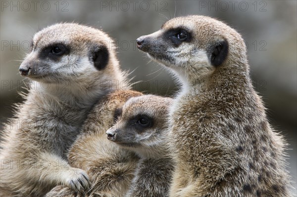 Meerkats (Suricata suricatta)