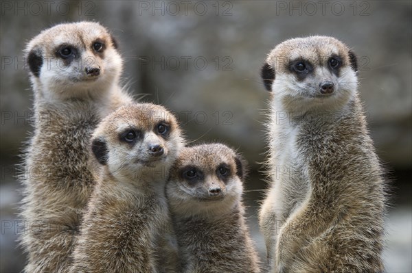 Meerkats (Suricata suricatta)