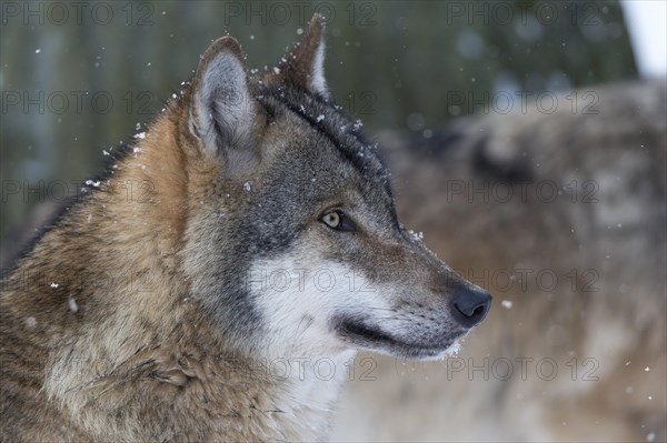 Wolf (Canis lupus)