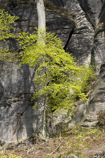Beech tree in spring at the Bastei rock formation