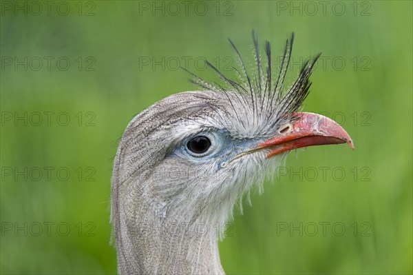 Red-legged Seriema (Cariama cristata)