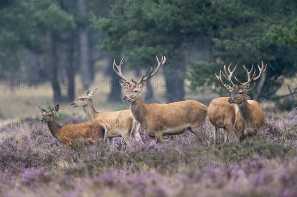 Red Deer (Cervus elaphus) in a heath