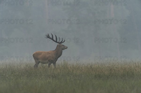 Red Deer (Cervus elaphus)