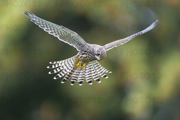 Common Kestrel (Falco tinnunculus)