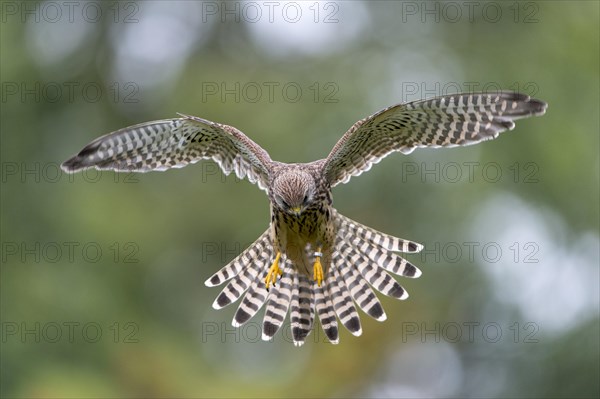 Common Kestrel (Falco tinnunculus)