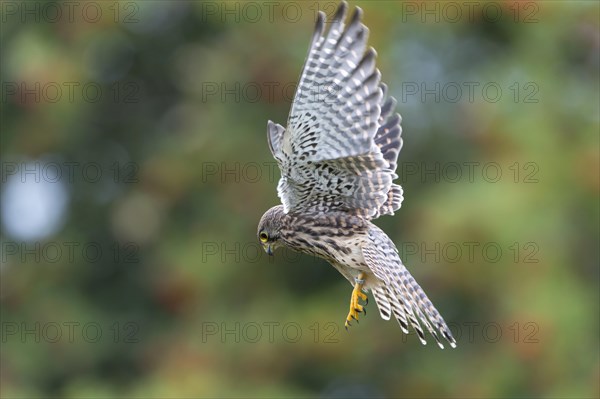 Common Kestrel (Falco tinnunculus)