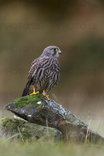 Common Kestrel (Falco tinnunculus)