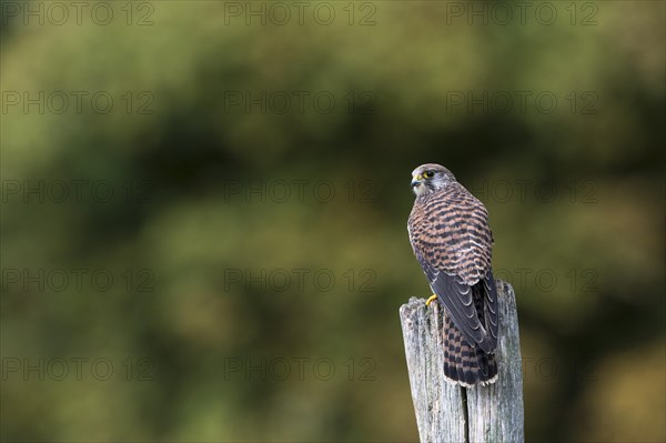 Common Kestrel (Falco tinnunculus)