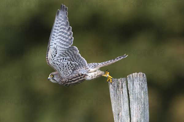 Common Kestrel (Falco tinnunculus)