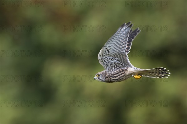 Common Kestrel (Falco tinnunculus)