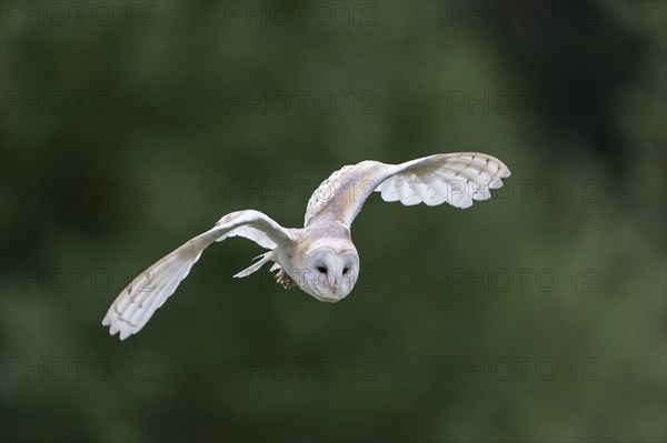 Barn Owl (Tyto alba) in flight