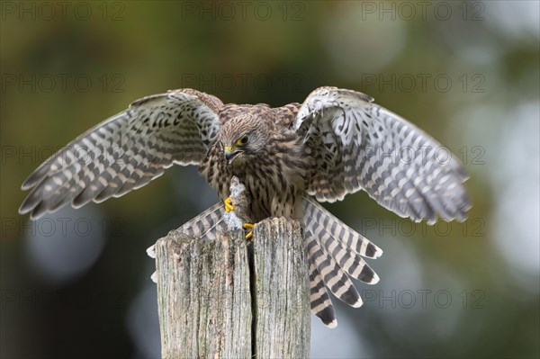 Common Kestrel (Falco tinnunculus)