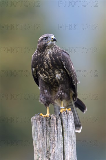 Common Buzzard (Buteo buteo)