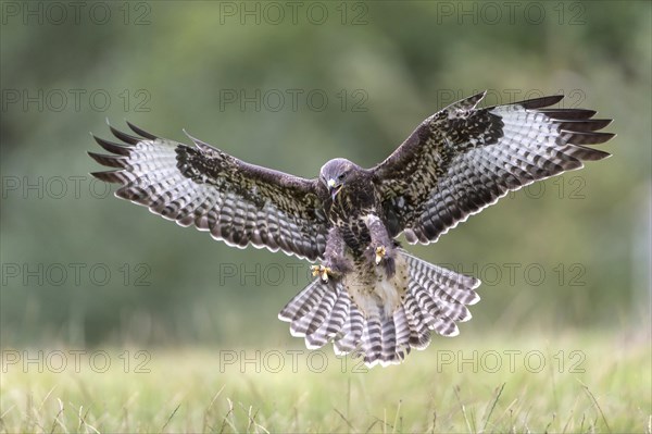 Common Buzzard (Buteo buteo) approaching