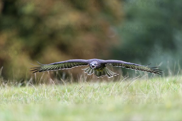 Common Buzzard (Buteo buteo) approaching