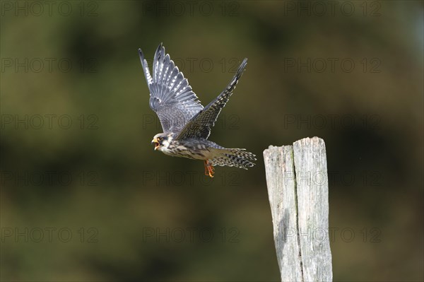 Red-footed Falcon (Falco vespertinus)