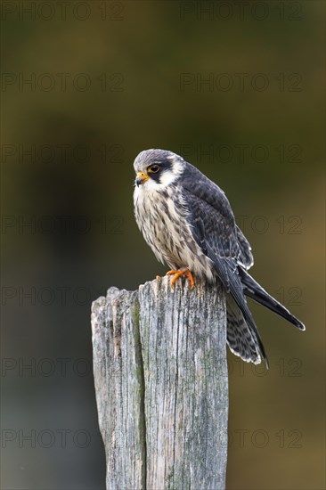 Red-footed Falcon (Falco vespertinus)