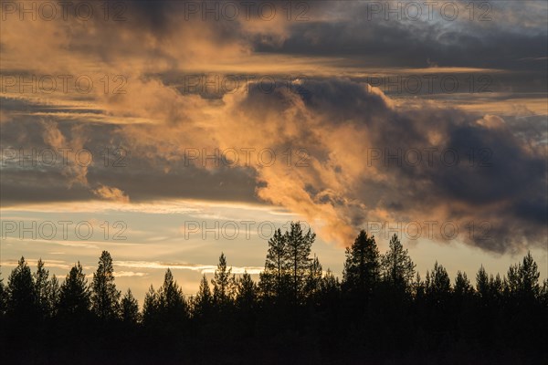 Sunset over forest