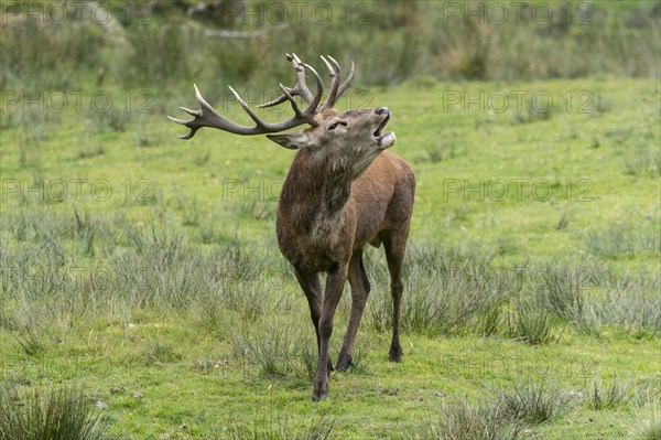 Red deer (Cervus elaphus)