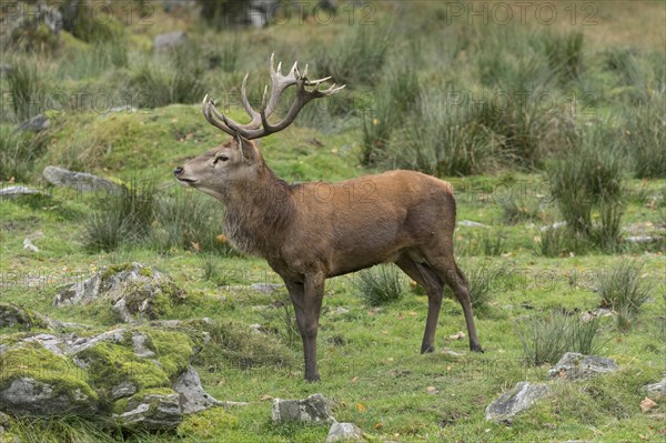 Red deer (Cervus elaphus)