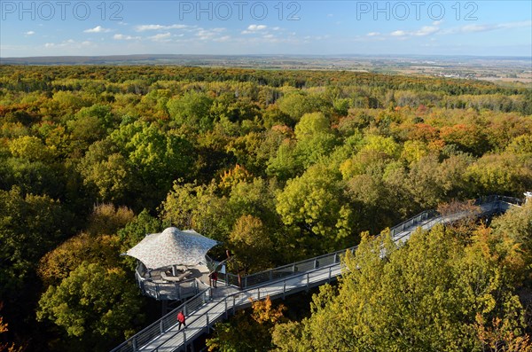 Baumkronenpfad treetop trail in autumn