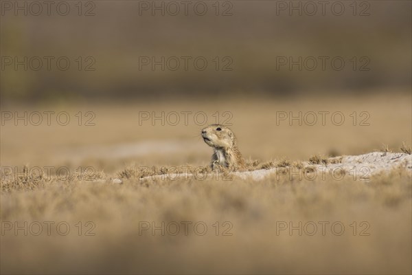 Mexican prairie dog (Cynomys mexicanus)