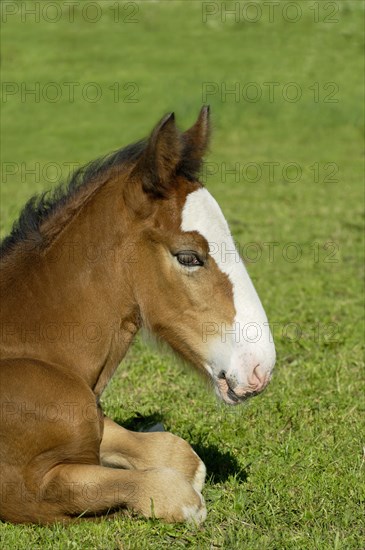 Shire Horse foal