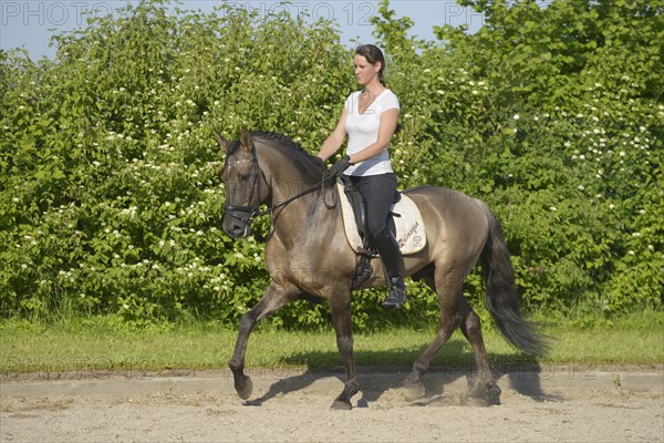 Female dressage rider on a Lusitano stallion